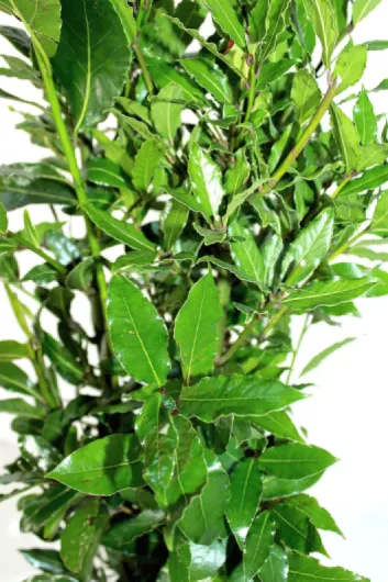 81My2AED8OS._AC_SL1500_