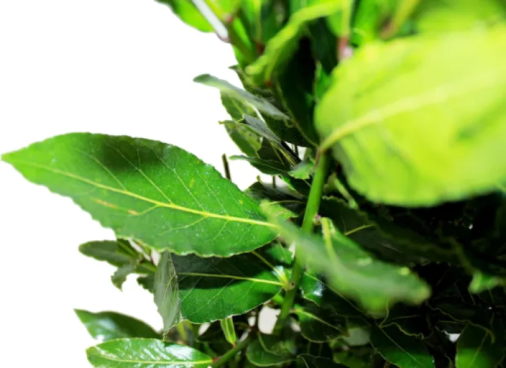 71RaHHU3s0S._AC_SL1500_