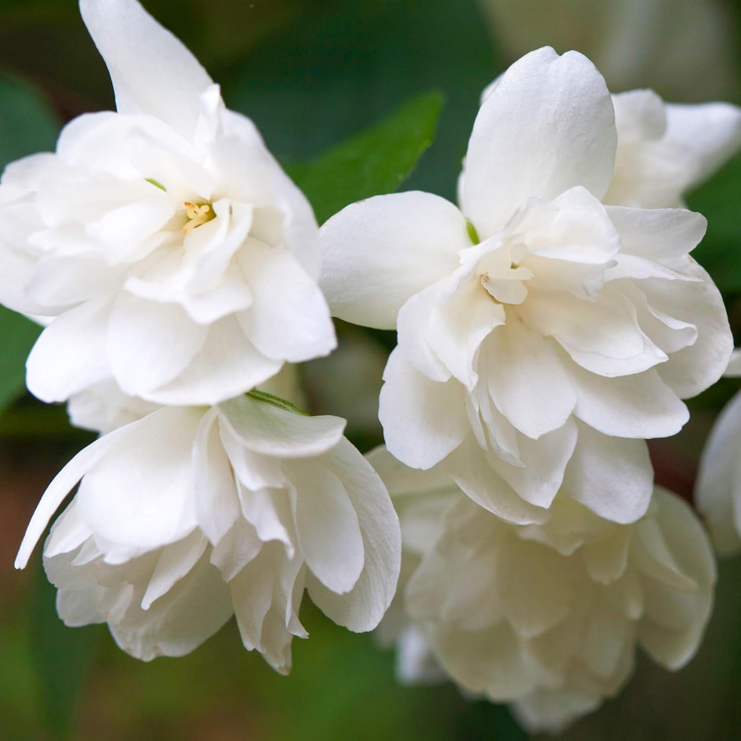 Seringat Snowbelle Philadelphus Arbuste à feuilles caduques pour jardin d'extérieur Plante en pot 9 cm