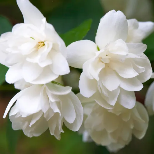 Seringat Snowbelle Philadelphus Arbuste à feuilles caduques pour jardin d'extérieur Plante en pot 9 cm