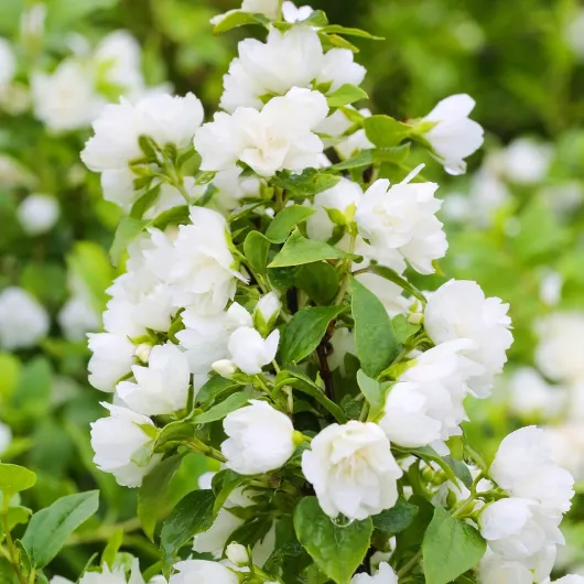 81SePDRqzDL._AC_SL1500_