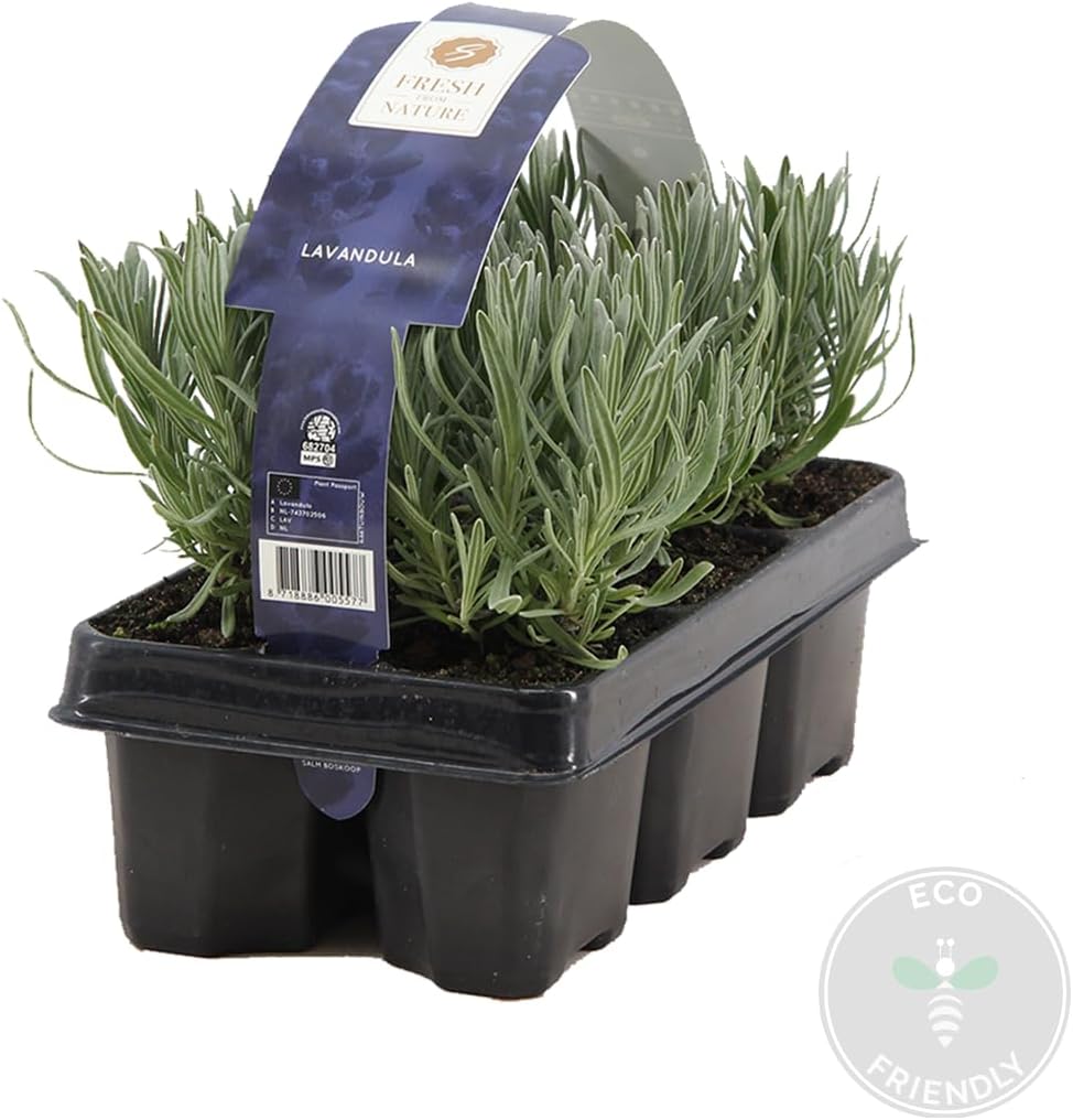 Lot de 6 - Lavandula Angustifolia - Plante de lavande - Plantes de jardin - Résistante au gel - 15-20 cm de haut - Motte 7 cm 6 Lavandula Angustifolia - 15-20 cm