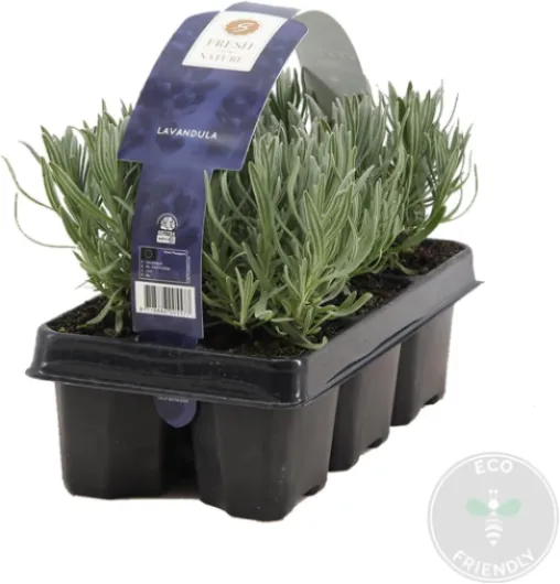 Lot de 6 - Lavandula Angustifolia - Plante de lavande - Plantes de jardin - Résistante au gel - 15-20 cm de haut - Motte 7 cm 6 Lavandula Angustifolia - 15-20 cm
