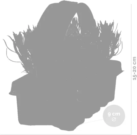 41JuajaQHYL._AC_SL1200_