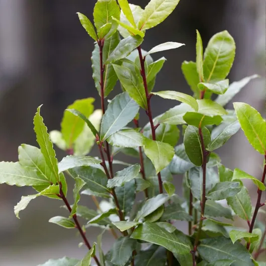 61GCqgDhJuL._AC_SL1200_