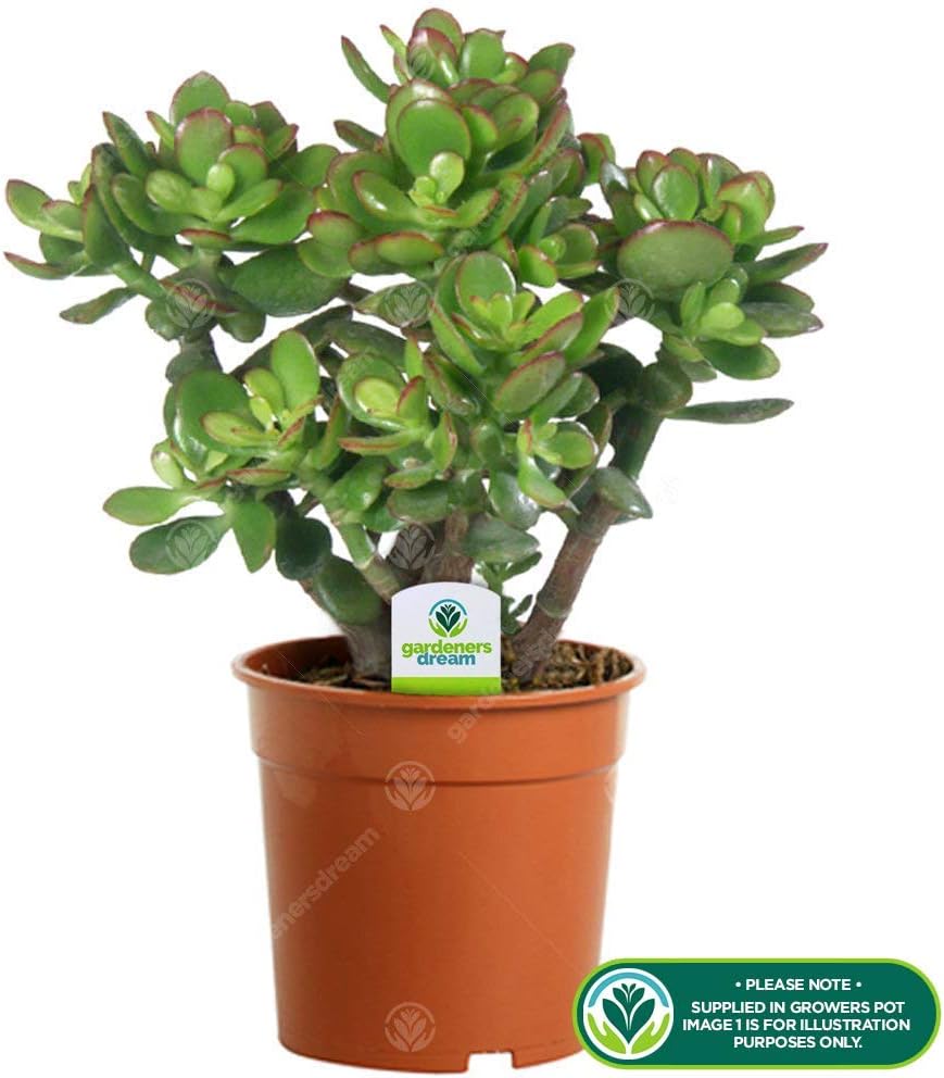 Crassula Ovata - Plante d'intérieur Ornementale - Arbre de Jade en pot de 12cm
