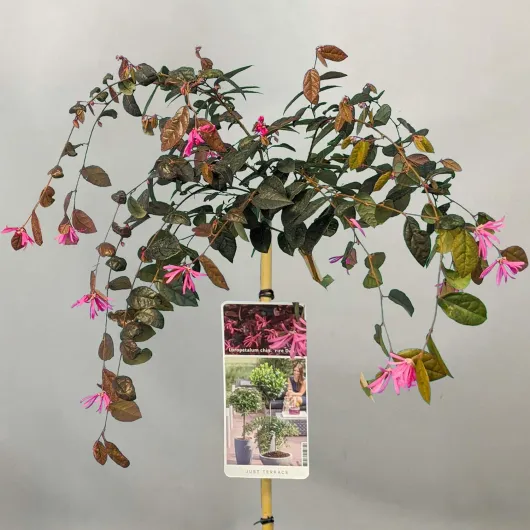 Loropétale de Chine Fire Dance - Arbuste ornemental à feuilles persistantes pour petits jardins 70-80cm (Pot inclus)