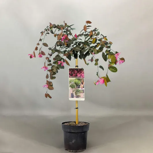 71ioDOxy6dL._AC_SL1500_