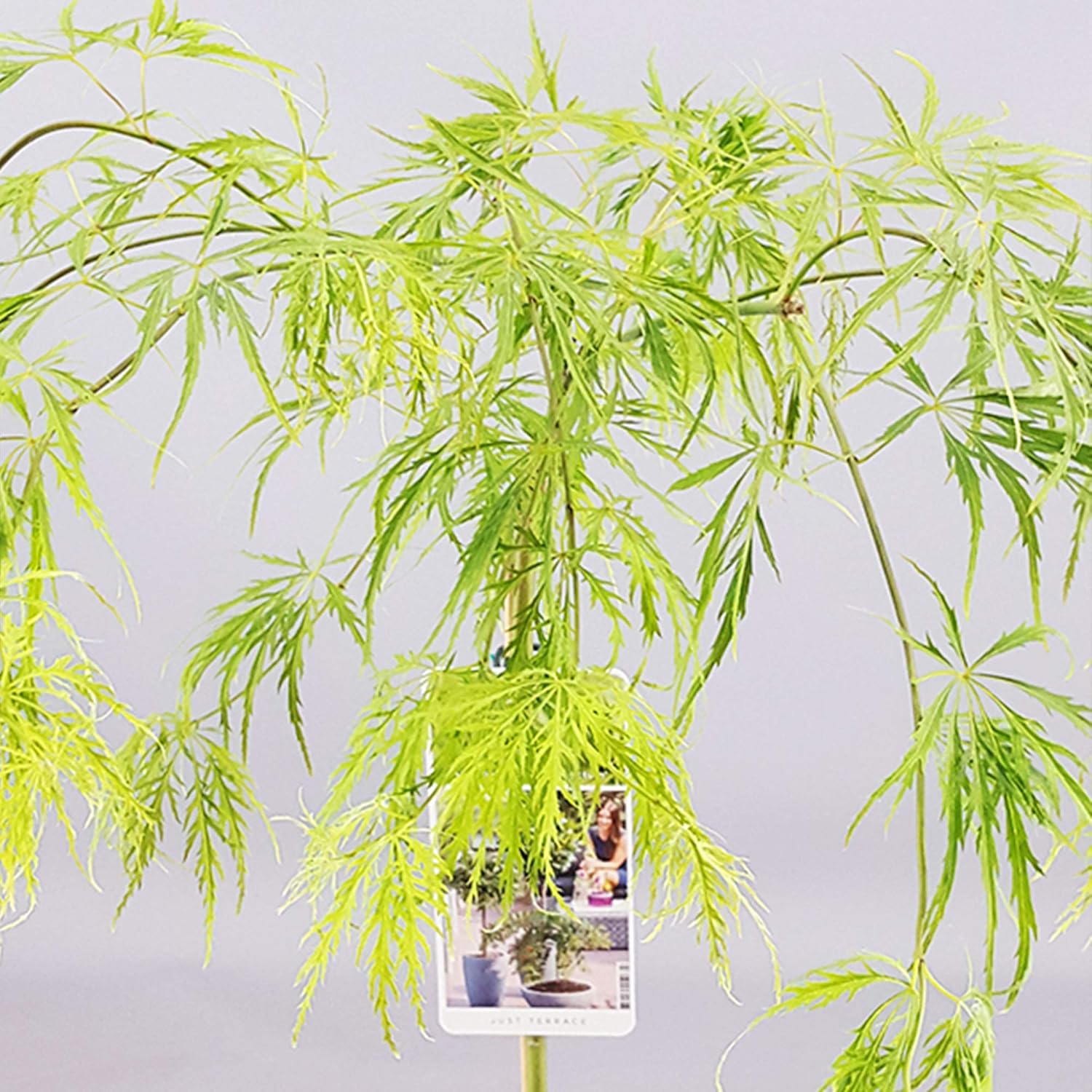 Arbuste Acer Dissectum - Érable du Japon Arbuste d'ornement en pot pour petits jardins