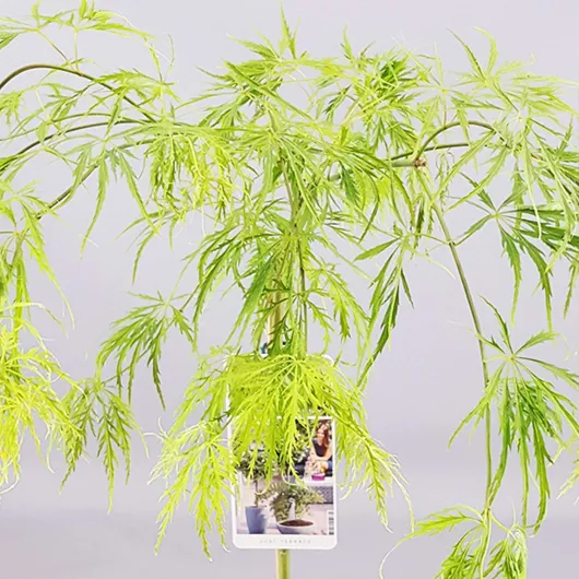 Arbuste Acer Dissectum - Érable du Japon Arbuste d'ornement en pot pour petits jardins