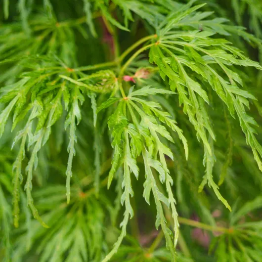 81XD9UJEvwL._AC_SL1500_