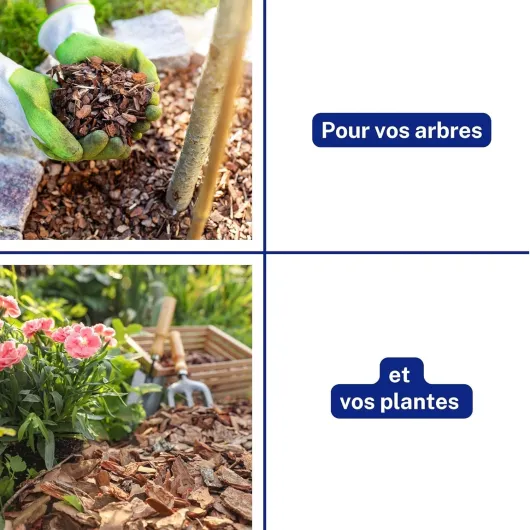 81fDbeRe85L._AC_SL1500_