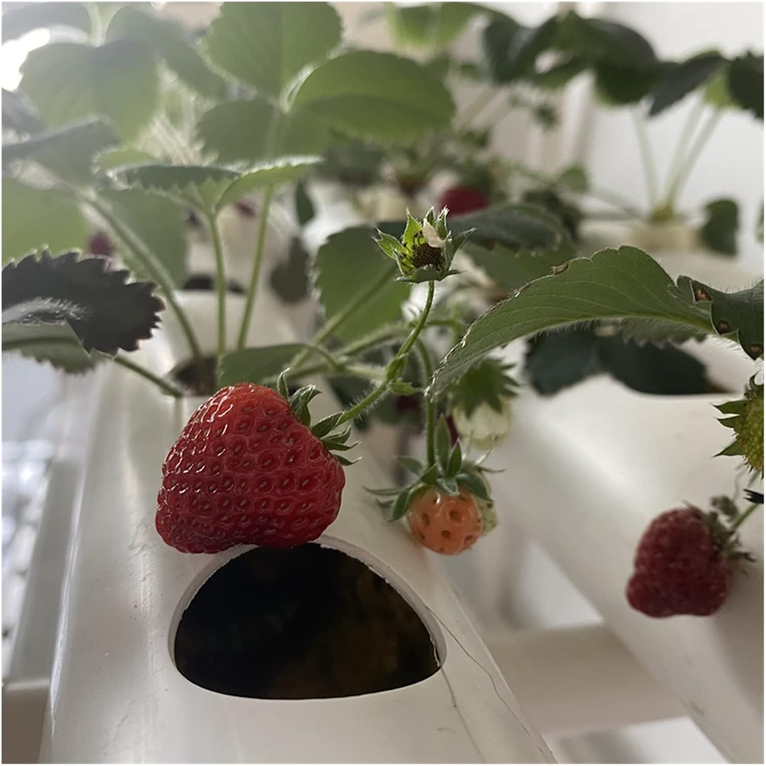 Équipement hydroponique Système de culture hydroponique, kit de jardin for équipement agricole, tuyau en PVC, système de culture hydroponique vertical, jardinière familiale à effet de serre Jardin int 36 Single flat Blanc