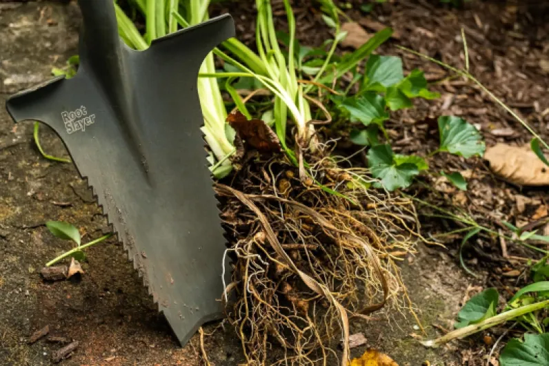 91lScQcIsIL._AC_SL1500_