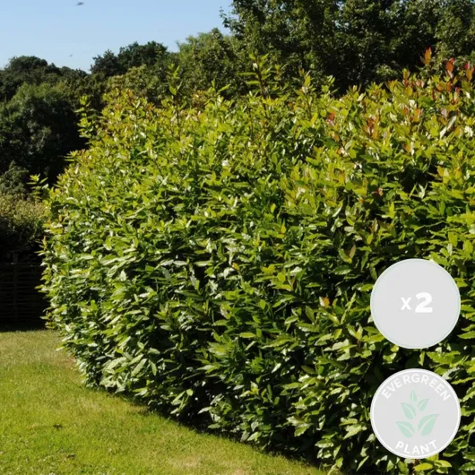 Lot de 2 - Laurus Nobilis - Laurier vrai - Plante de laurier - Plantes de jardin - Résistante au gel - 40-50 cm de haut - Pot 15 cm 2 Laurus nobilis - 30-40 cm