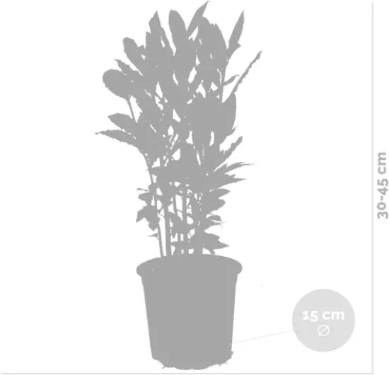 41Cf0S79DfL._AC_SL1200_