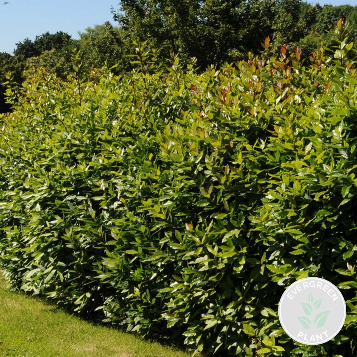 Laurus Nobilis - Laurier vrai - Plante de laurier - Plantes de jardin - Rustique - Hauteur 40-50 cm - Pot 15 cm 1 Laurus Nobilis - 40-50 cm