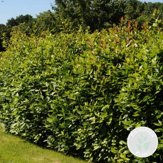 Laurus Nobilis - Laurier vrai - Plante de laurier - Plantes de jardin - Rustique - Hauteur 40-50 cm - Pot 15 cm 1 Laurus Nobilis - 40-50 cm