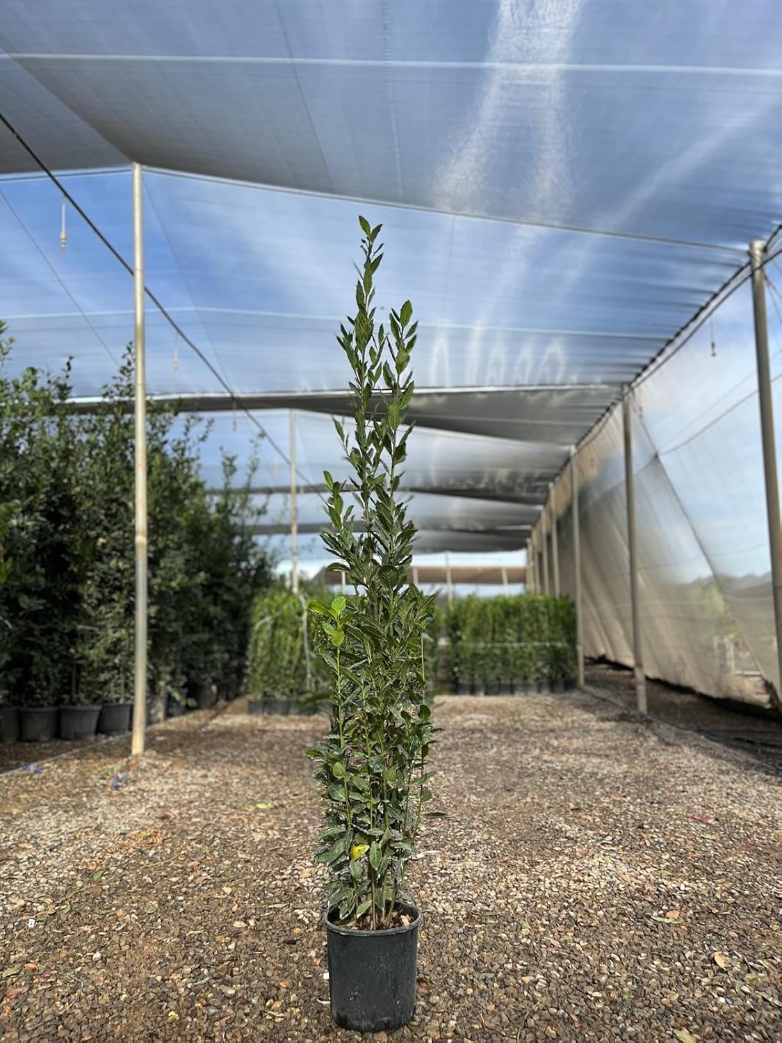 Laurus Nobilis - Laurus Nobilis - Arbuste à feuilles persistantes - 160 cm - Résistant à l'hiver - Pot de 10 l - Plante en pot de qualité supérieure pour jardin et terrasse - Laurier aromatique aux