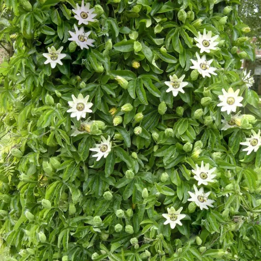 71 6a6DkDyL._AC_SL1000_