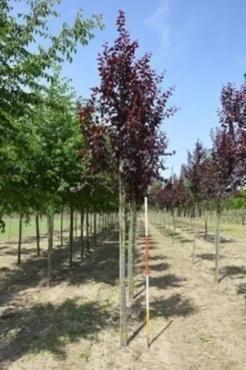 Prunus cer - 'Nigra' - Prunier De Pissard 'Nigra', Prunier Myrobolan 'Nigra' 60-80 cm en pot