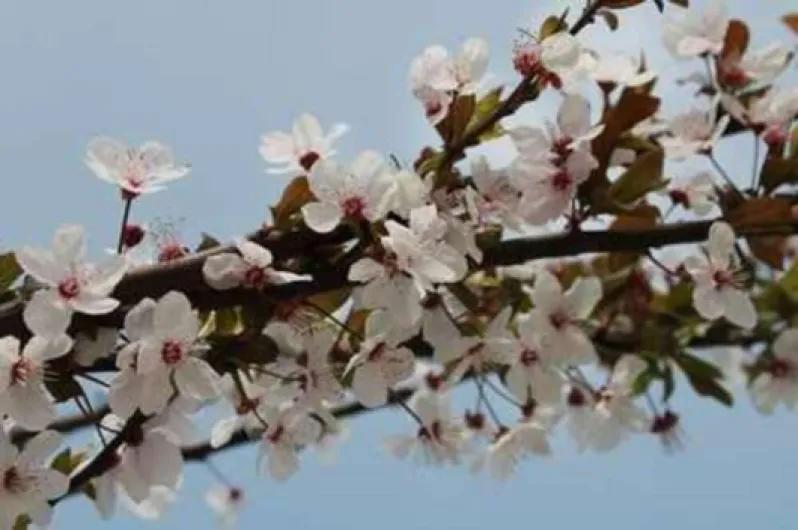 51aNqkZAd7L._AC_SL1000_