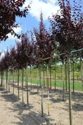 71 pZ3UXZ4L._AC_SL1500_