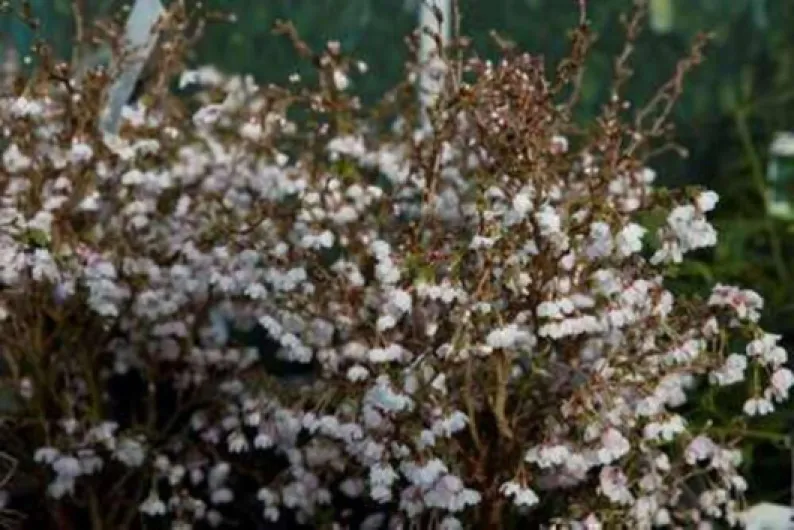 Prunus incisa 'Kojou-no-mai' - Prunus Incisa 'Kojo No Mai ' 60-80 cm en pot