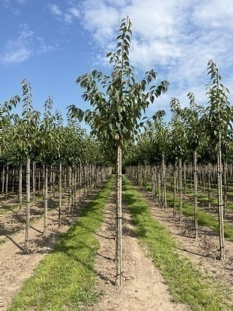 Prunus serr - 'Kanzan' - Cerisier Du Japon, Cérisier À Fleurs Japonnais 60-80 cm en pot