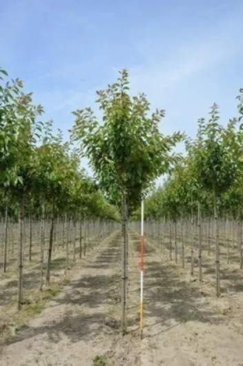 61 vbZRd68L._AC_SL1500_