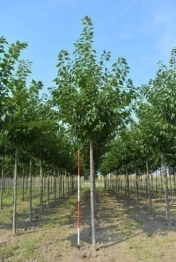 71k8UWAXxVL._AC_SL1493_