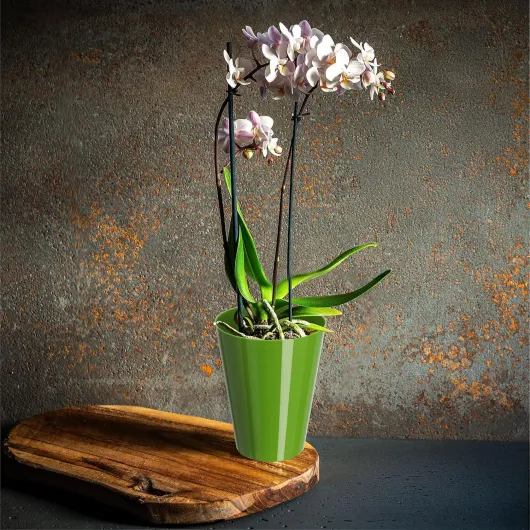 91i PhbXdQL._AC_SL1500_