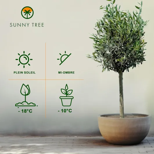 81daBW7jMzL._AC_SL1500_