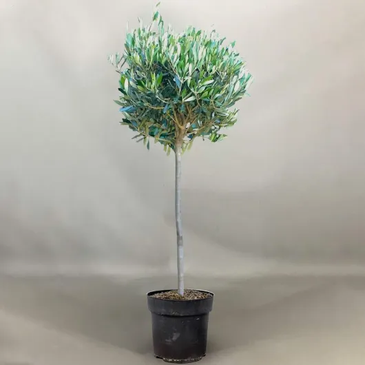 71mIaODoA5L._AC_SL1500_