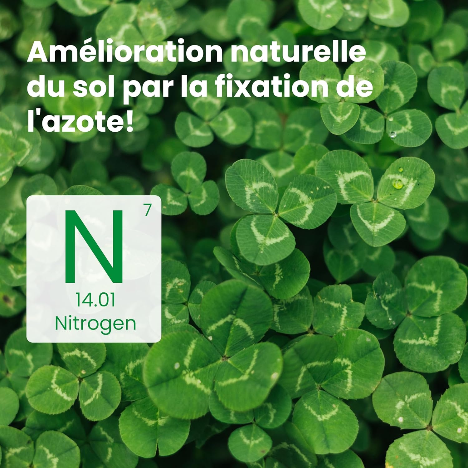 ® Trèfle blanc (50 m²) - Fixateur d’azote naturel - Couverture strisciante I Améliore la fertilité du sol - Pour pelouses et jardins 50m²