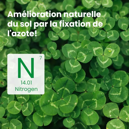 ® Trèfle blanc (50 m²) - Fixateur d’azote naturel - Couverture strisciante I Améliore la fertilité du sol - Pour pelouses et jardins 50m²