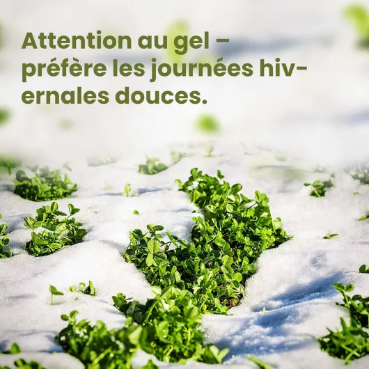 81mDthZpVIL._AC_SL1500_