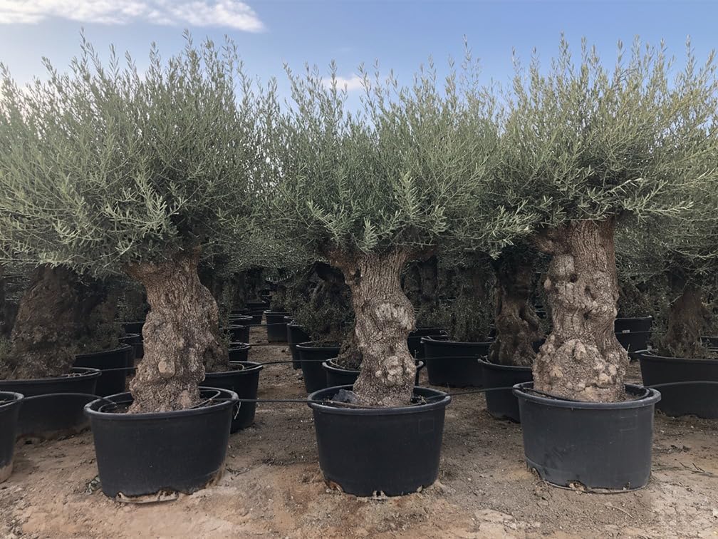 Olea Europea Olivier - Bonsaï d'olivier rustique 250 centimètres avec pot - 150 ans d'âge - donne des olives 240 cm 140 ans
