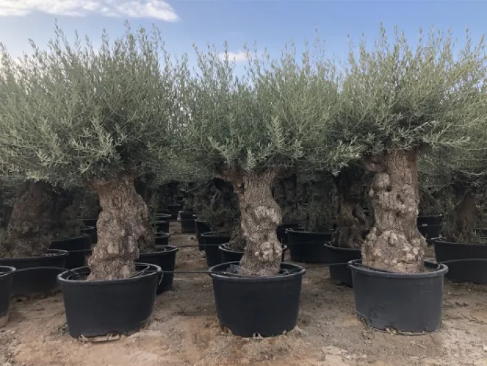 Olea Europea Olivier - Bonsaï d'olivier rustique 250 centimètres avec pot - 150 ans d'âge - donne des olives 240 cm 140 ans