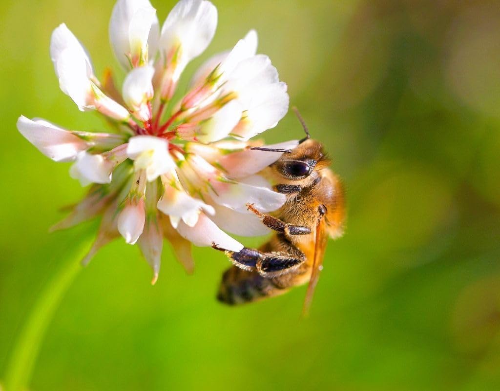 R&R SHOP - Semences de Gazon, Trèfle Nain Trifolium Repens, ans Tonte, Praticable et Couvre-Sol (900g – 225m²)