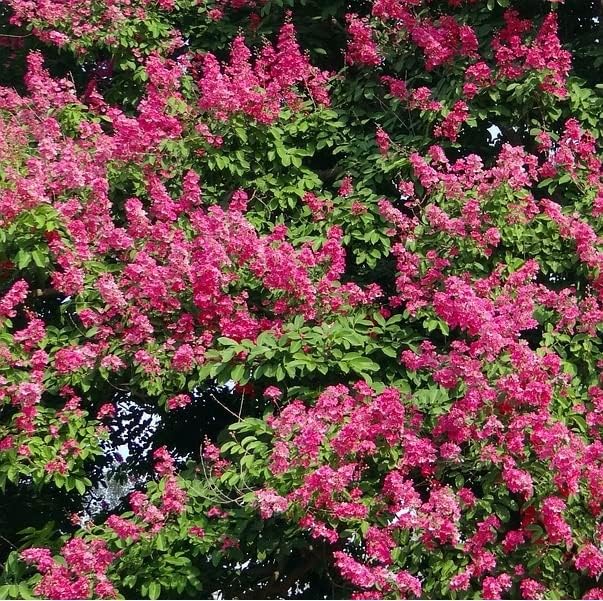Lila des Indes Rouge - Lagerstroemia indica Pot 3 Litre +/- 40 cm