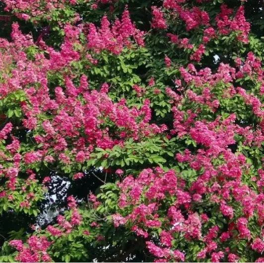 Lila des Indes Rouge - Lagerstroemia indica Pot 3 Litre +/- 40 cm