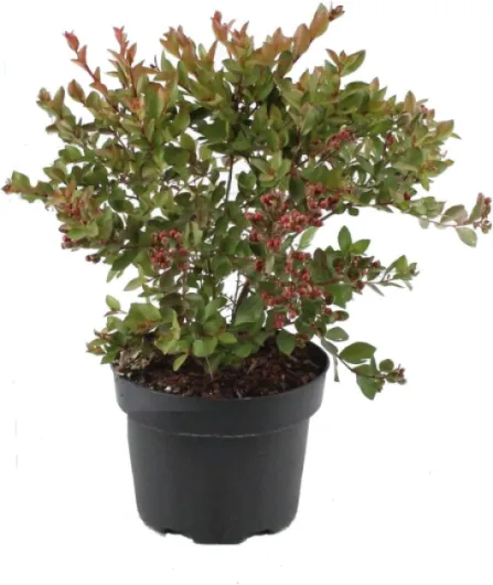 61YpjCud 2L._AC_SL1200_