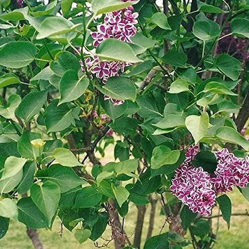 Syringa Vulgaris 'Sensation'- Lilas commun 'Sensation' 40-60 cm en conteneur