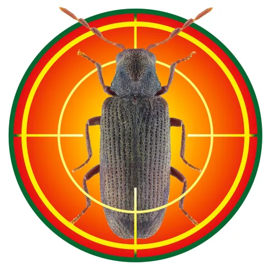 81ReFVgIZKL._SL1500_