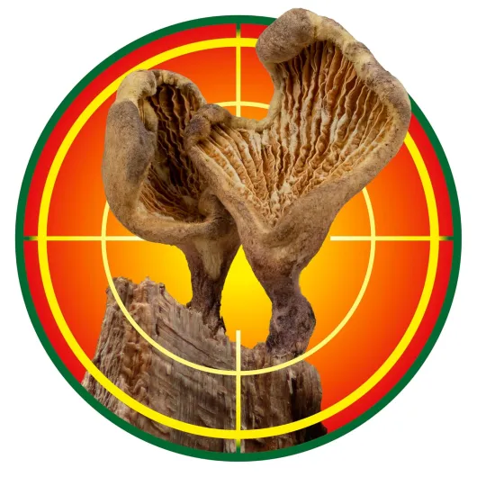 81SShkfGTdL._SL1500_