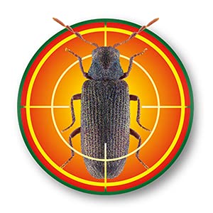 SoluGuard Traitement Larves, Vers à Bois et Termites - 500 ml - Spray contre les Insectes Xylophages détruisant le Bois - Prêt à l'Emploi et très Puissant