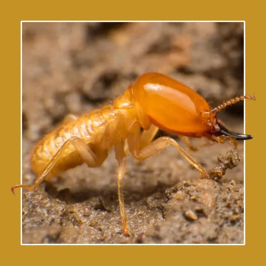 71fYRSebKkL._SL1500_