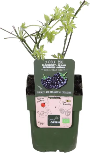 71e1biRIoLL._AC_SL1500_