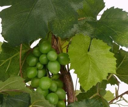 .de Pied de Vigne Artificielle en Pot, 80 Feuilles, 60cm, extérieur - Vigne Plastique - Plante Artificielle